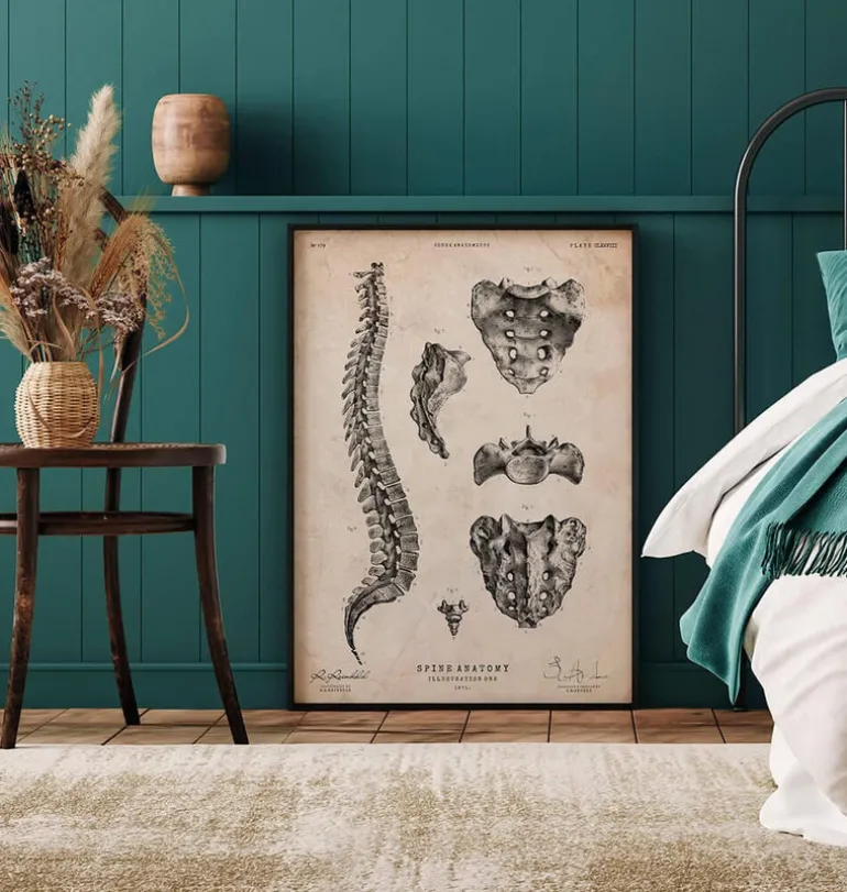 Anatomie de la colonne vertébrale