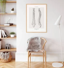 Anatomie de la colonne vertébrale - Line Art
