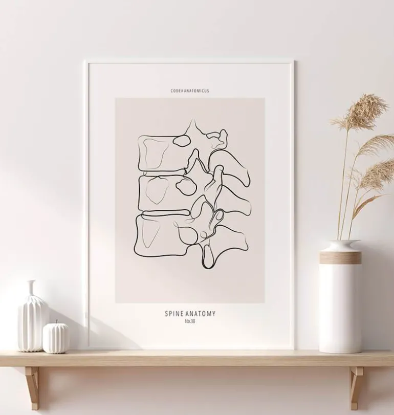 Anatomie de la colonne vertébrale II - Line Art