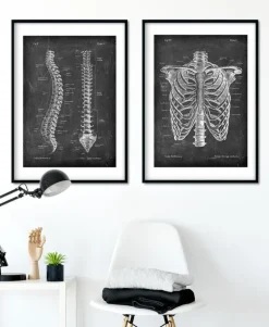 Anatomie de la colonne vertébrale - Chalkboard