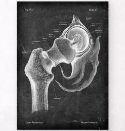 Anatomie de la hanche - Chalkboard