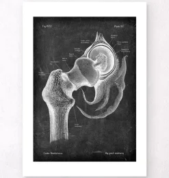 Anatomie de la hanche - Chalkboard