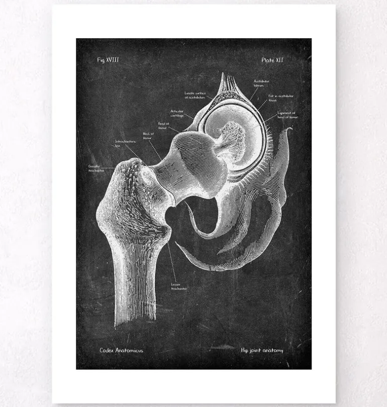 Anatomie de la hanche - Chalkboard