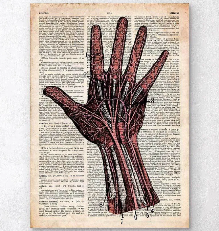 Anatomie de la main - Dictionnaire