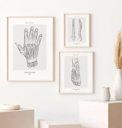 Anatomie de la main - Line Art