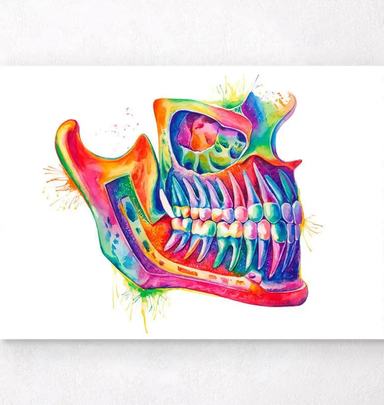 Anatomie de la mâchoire - Aquarelle