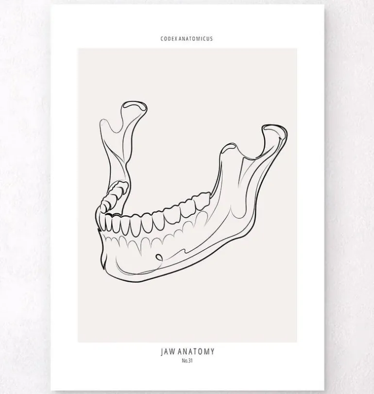 Anatomie de la mâchoire - Line Art