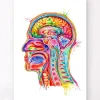 Anatomie de la section de tête - Aquarelle