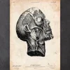 Anatomie de la tête
