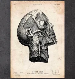 Anatomie de la tête