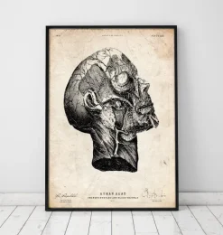 Anatomie de la tête