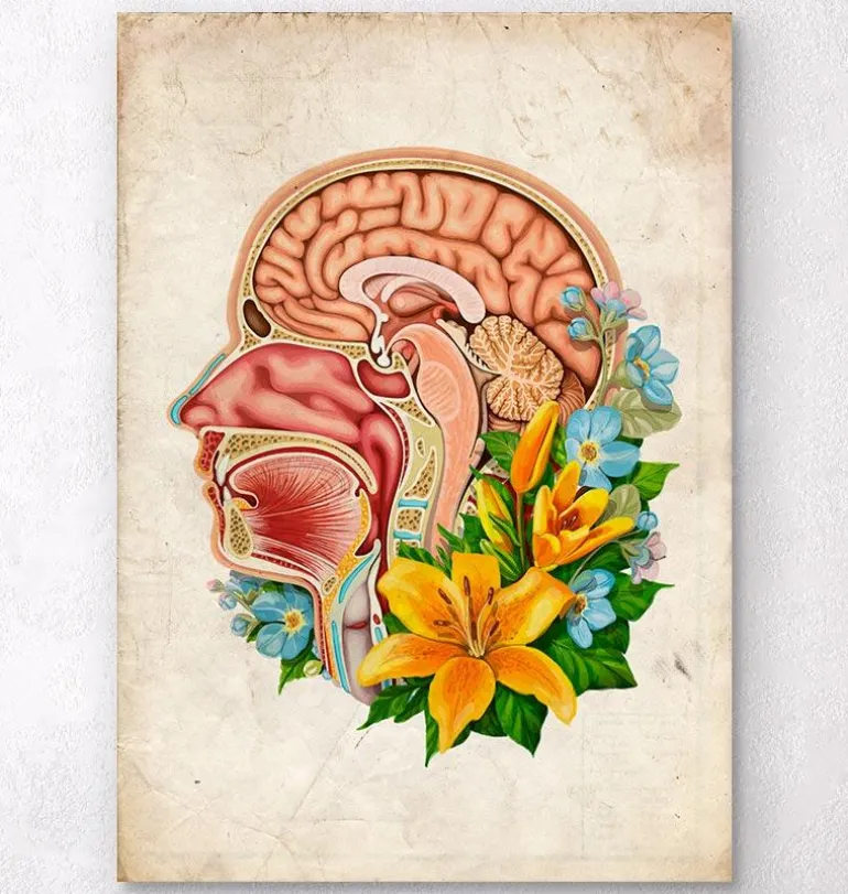 Anatomie de la tête - Floral - Vieux papier