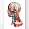Anatomie de la tête géométrique I