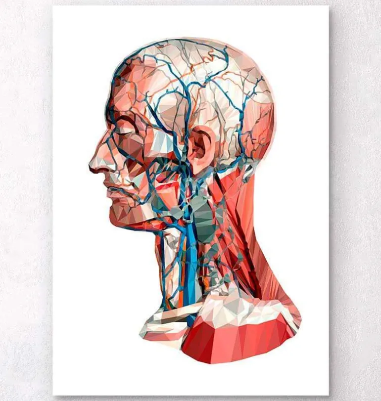 Anatomie de la tête géométrique I