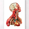 Anatomie de la tête géométrique II