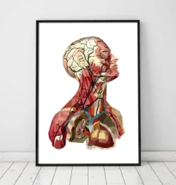 Anatomie de la tête géométrique II
