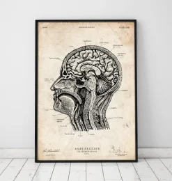 Anatomie de la tête I