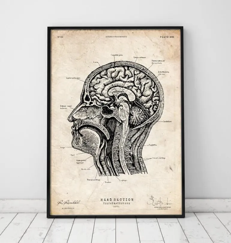 Anatomie de la tête I