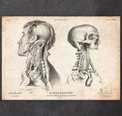 Anatomie de la tête IV