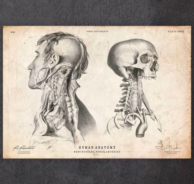 Anatomie de la tête IV