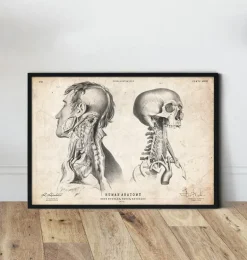 Anatomie de la tête IV