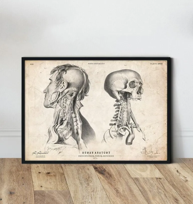 Anatomie de la tête IV