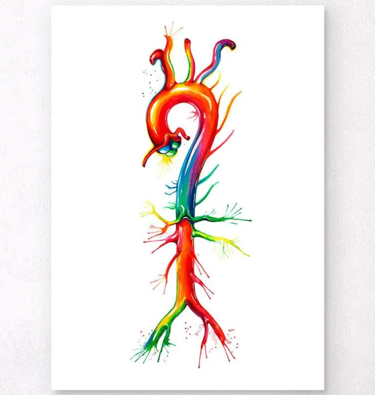Anatomie de l'aorte - Aquarelle