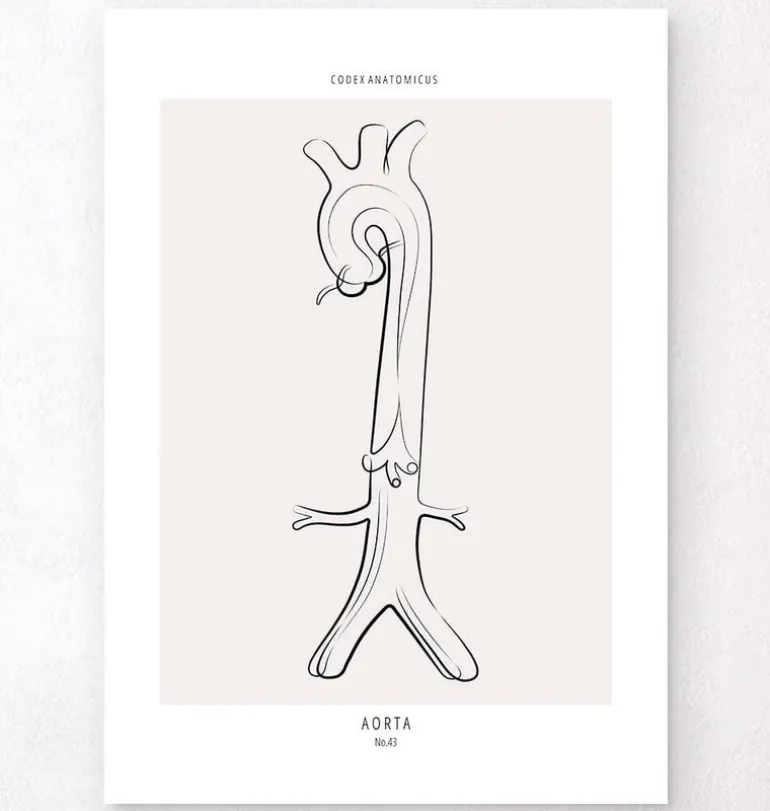 Anatomie de l'aorte - Line Art