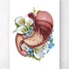 Anatomie de l'estomac - Floral - Blanc