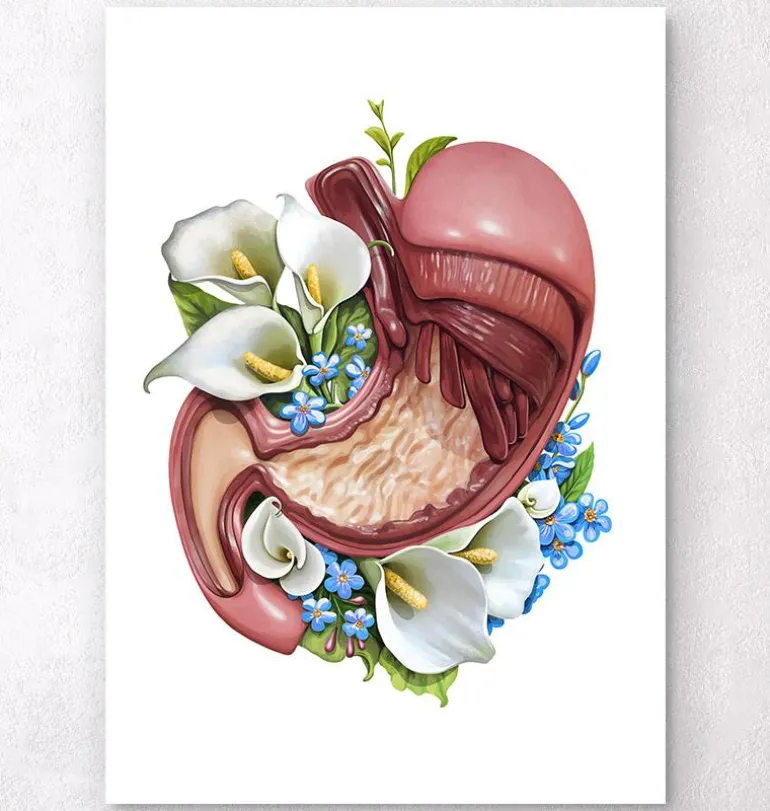 Anatomie de l'estomac - Floral - Blanc