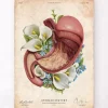 Anatomie de l'estomac - Floral - Vieux Papier