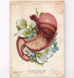 Anatomie de l'estomac - Floral - Vieux Papier