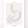 Anatomie de l'estomac - Line Art