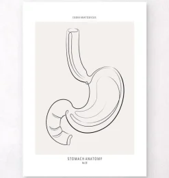 Anatomie de l'estomac - Line Art