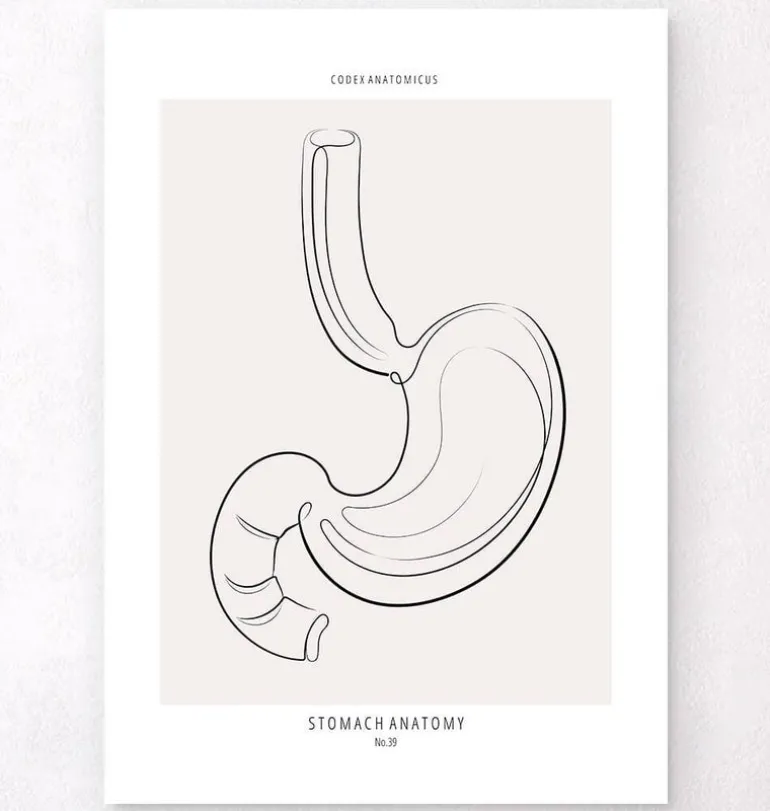 Anatomie de l'estomac - Line Art