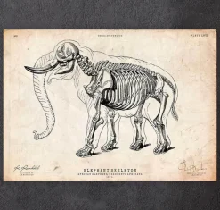 Anatomie de l'éléphant