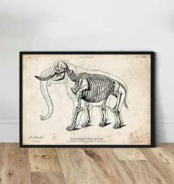 Anatomie de l'éléphant