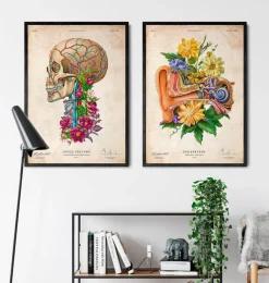 Anatomie de l'oreille - Floral - Vieux papier