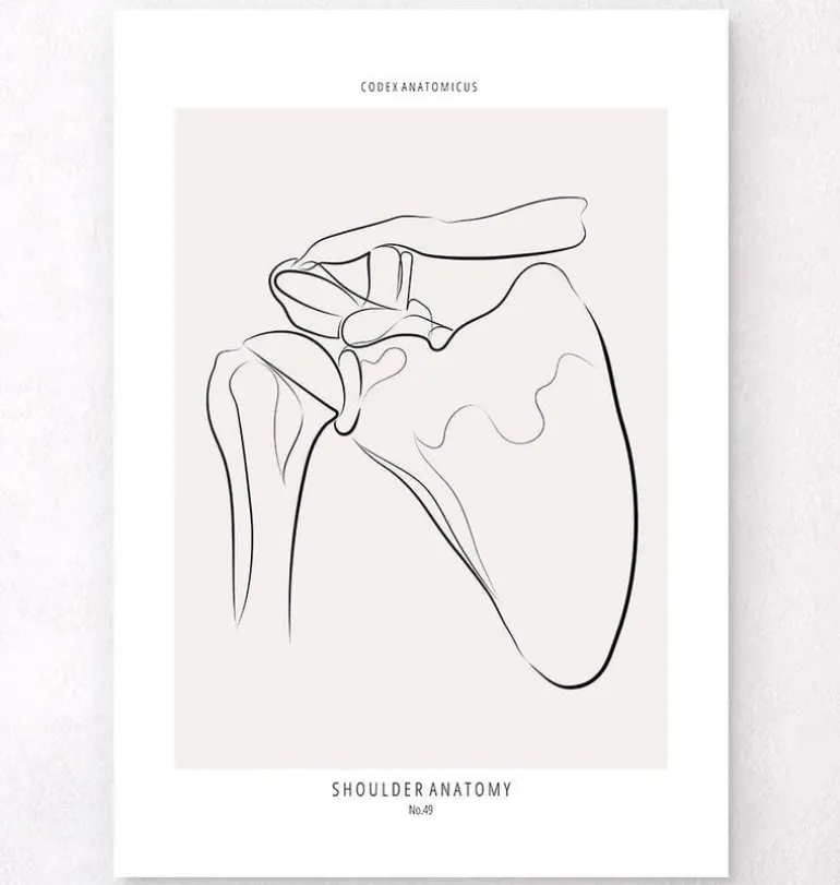 Anatomie de l’épaule - Line Art