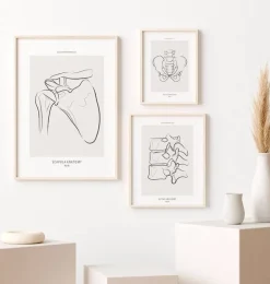 Anatomie de l’épaule - Line Art
