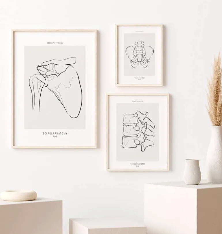 Anatomie de l’épaule - Line Art