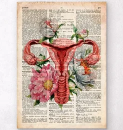 Anatomie de l'utérus - Ancien dictionnaire