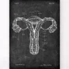 Anatomie de l'utérus - Chalkboard