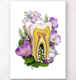 Anatomie dentaire - Blanc