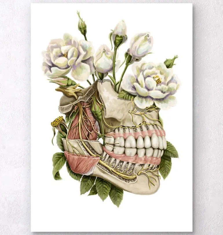 Anatomie dentaire - Floral