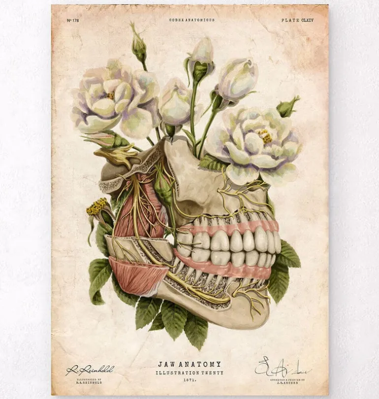 Anatomie dentaire - Floral - Vieux papiers