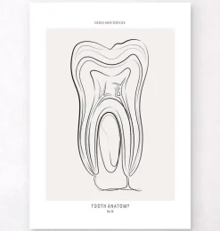 Anatomie dentaire - Line Art