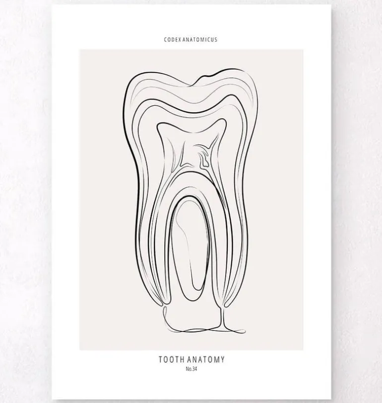 Anatomie dentaire - Line Art