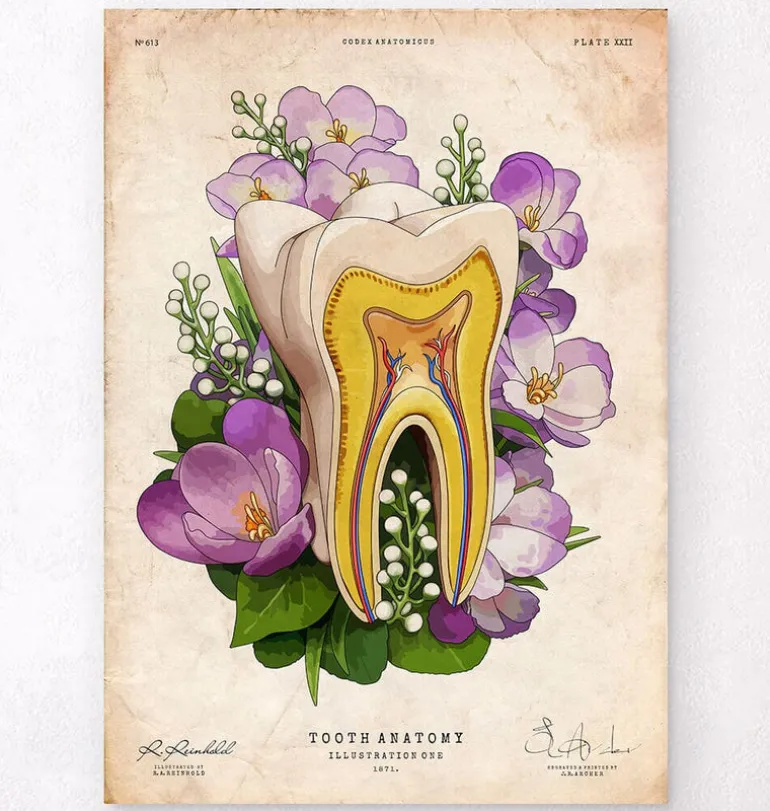 Anatomie dentaire - Vieux papiers