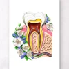 Anatomie dentaire II - Floral - Blanc